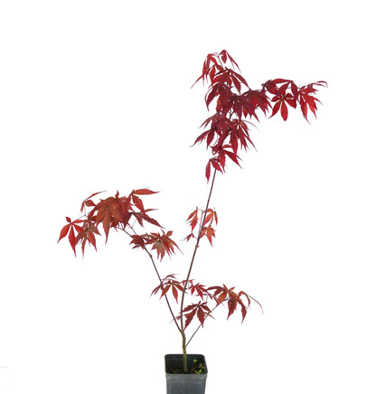 Acer palmatum cv atropurpureum