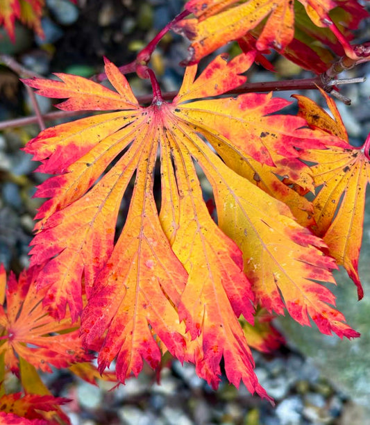 Acer japonicum cv 'aconitifolium' vibrant orange and red deeply lobed autumn leaves