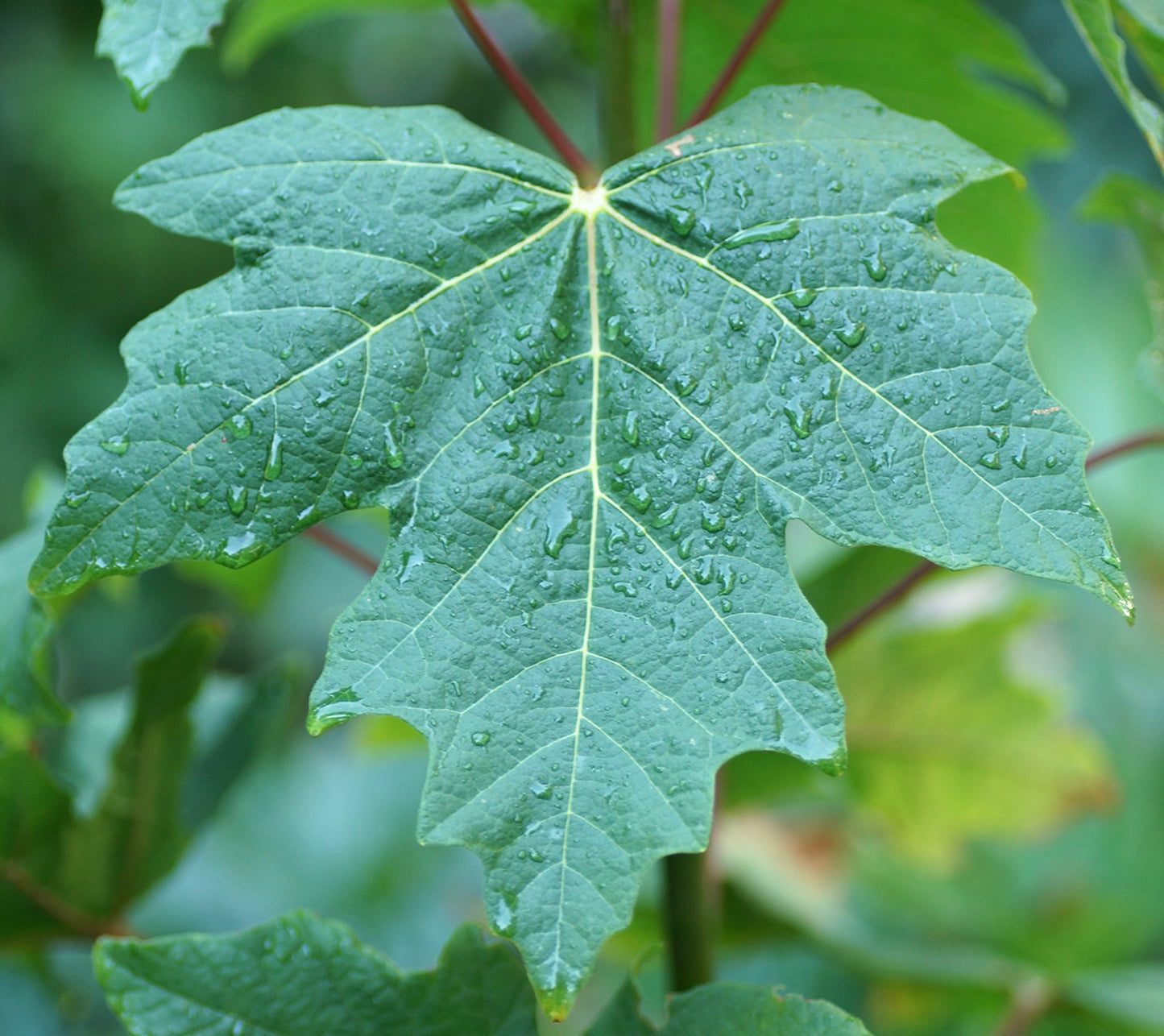 Acer macrophyllum large green maple leaf with water droplets and visible veins