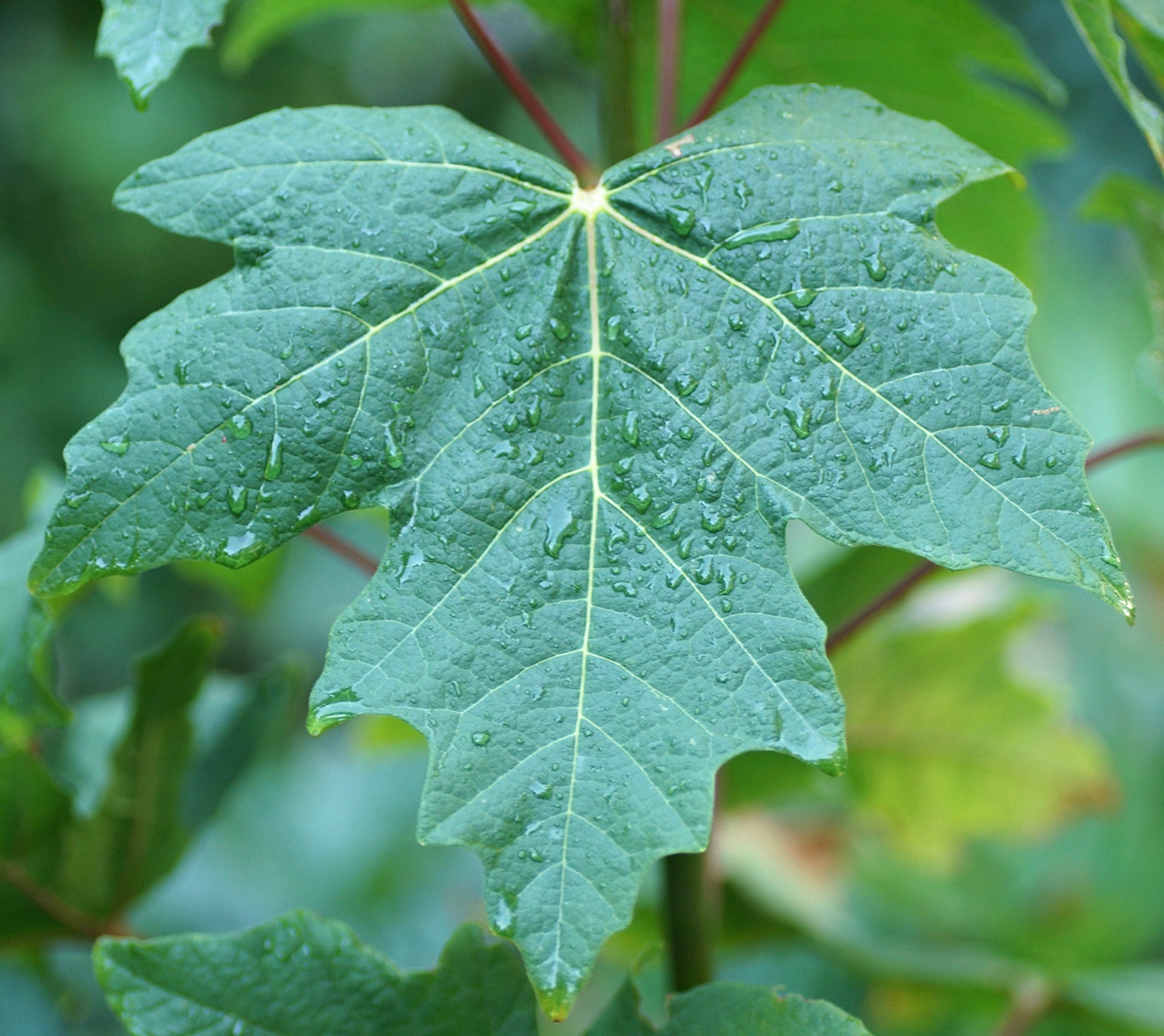 Acer macrophyllum large green maple leaf with water droplets and visible veins