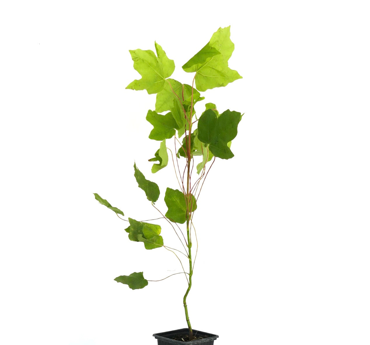 Acer macrophyllum young tree with large bright green lobed leaves in black pot