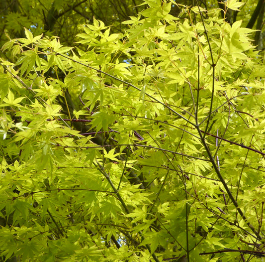 Acer palmatum cv 'Katsura' vibrant yellow-green delicate maple leaves on slender branches