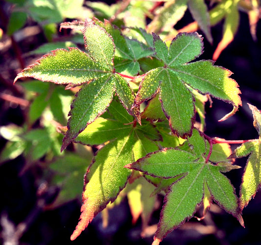 Acer palmatum cv "Kiyohime" or (syn. of cv "Little Princess") GRAFTED