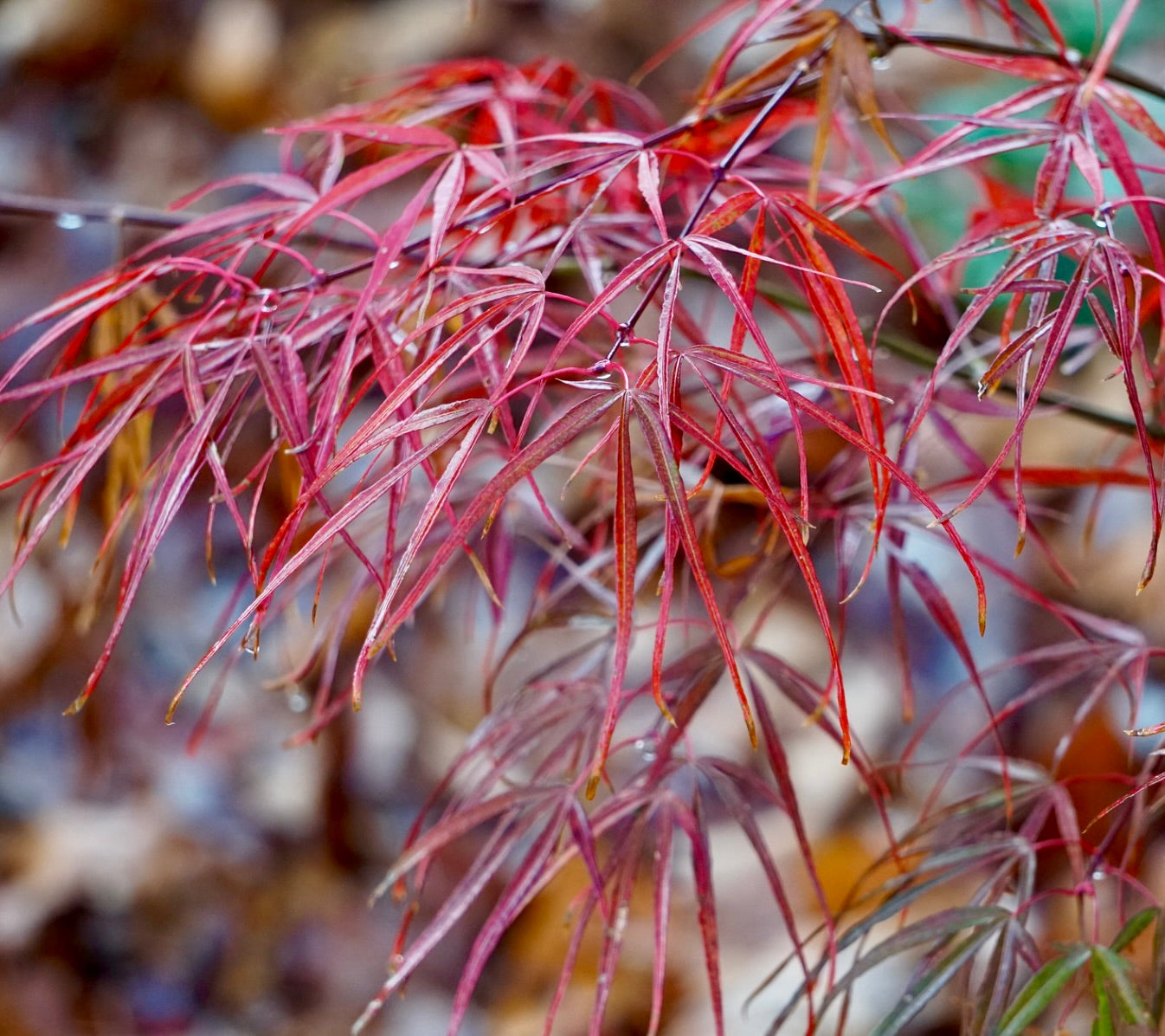 Acer palmatum cv 'Koto-no-ito' zarte rotblättrige japanische Ahornblätter Nahaufnahme