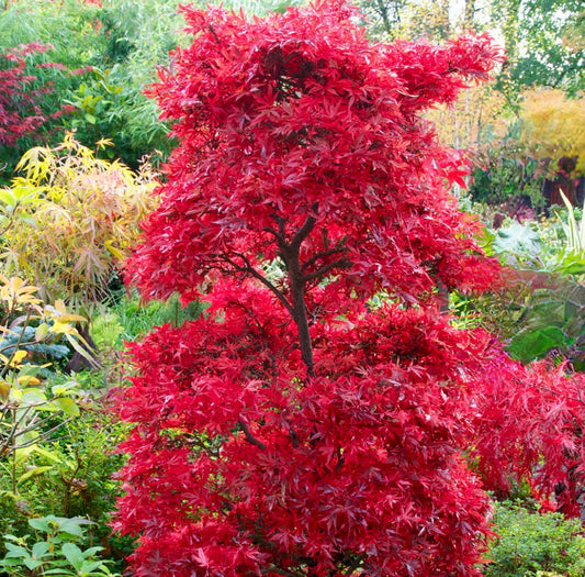 Acer palmatum cv “Shaina”