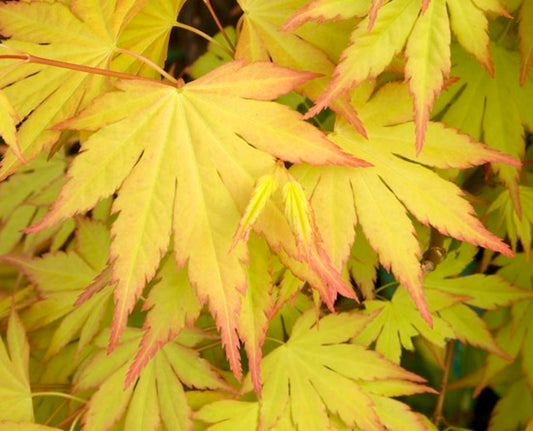 Acer palmatum cv 'Summer Gold' vibrant yellow leaves with red edges delicate texture