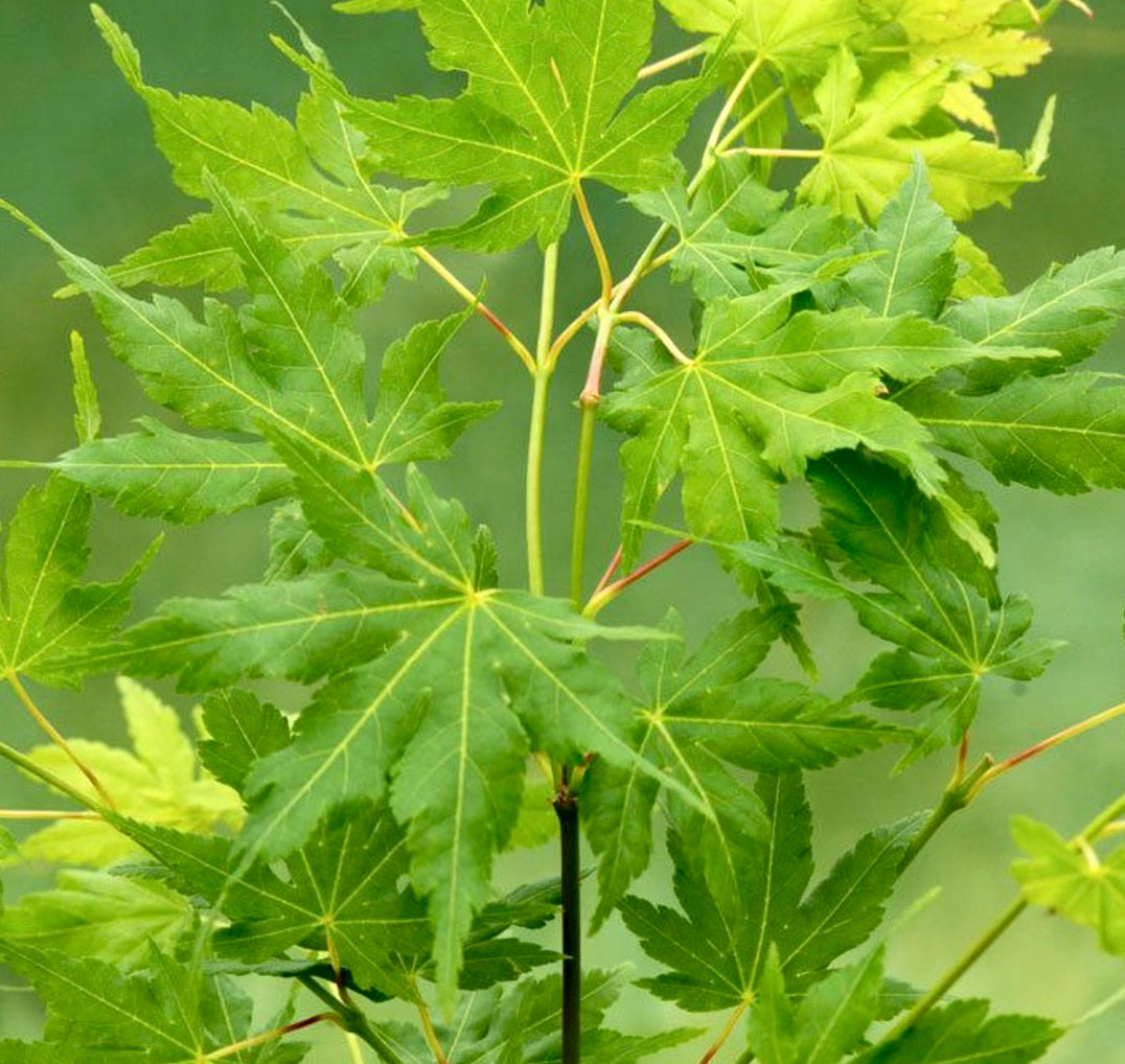 Acer palmatum cv “Winter Jewel” GREEN