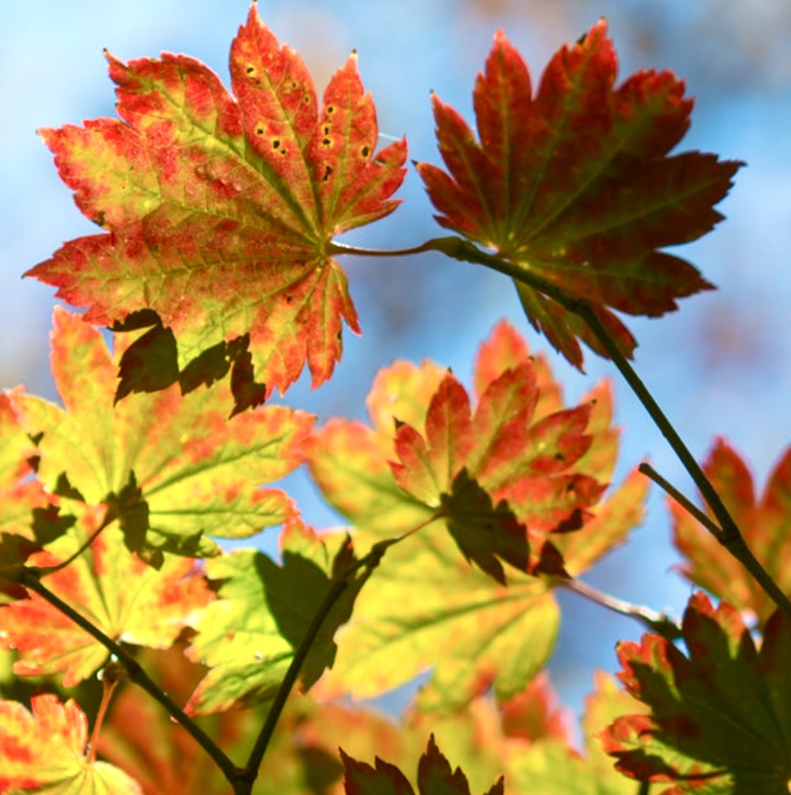 Acer palmatum cv "rubro-viridis"