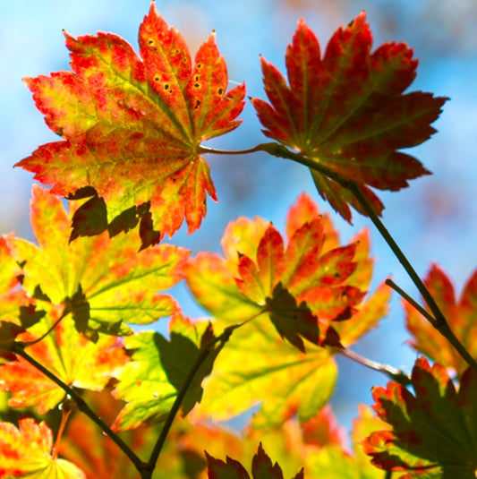 Acer palmatum cv "rubro-viridis"