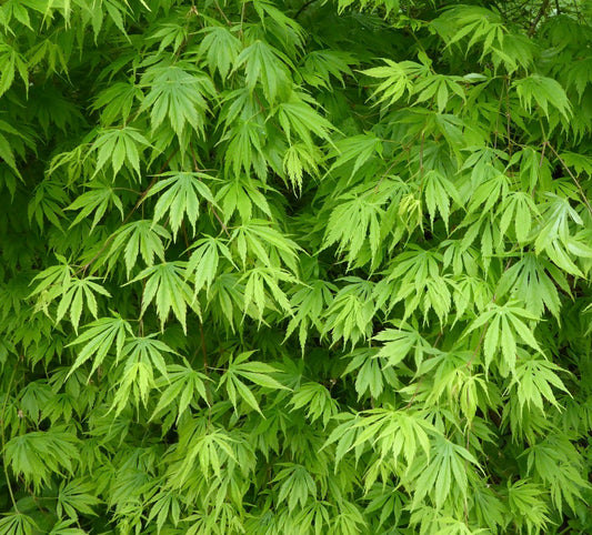 Acer palmatum polymorphum cv "Midori" 緑