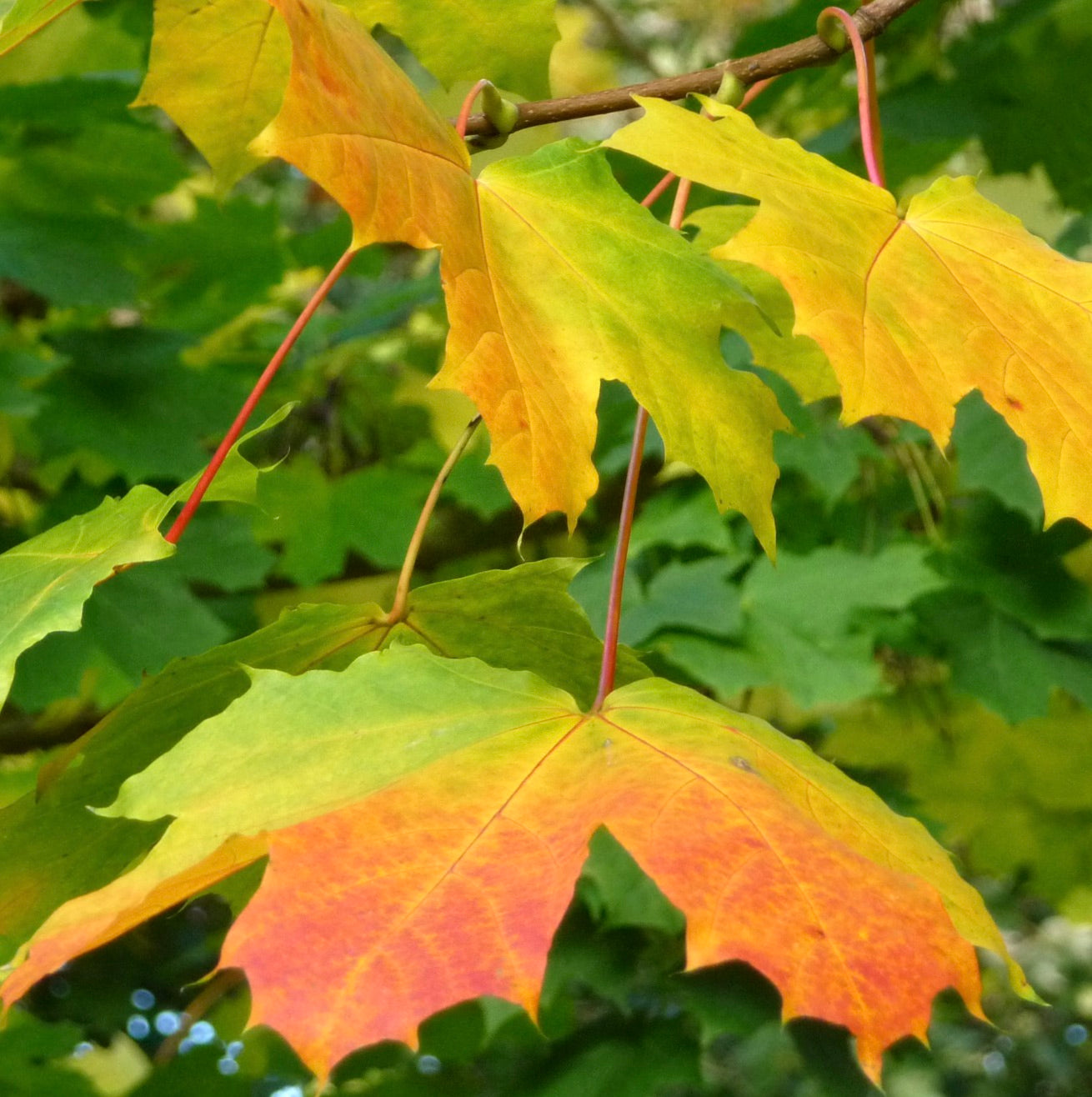 Acer pseudoplatanus