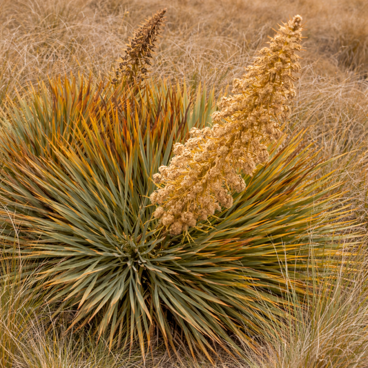 Aciphylla aurea stekelig bladplant met hoge gele bloemaren in droge graslanden