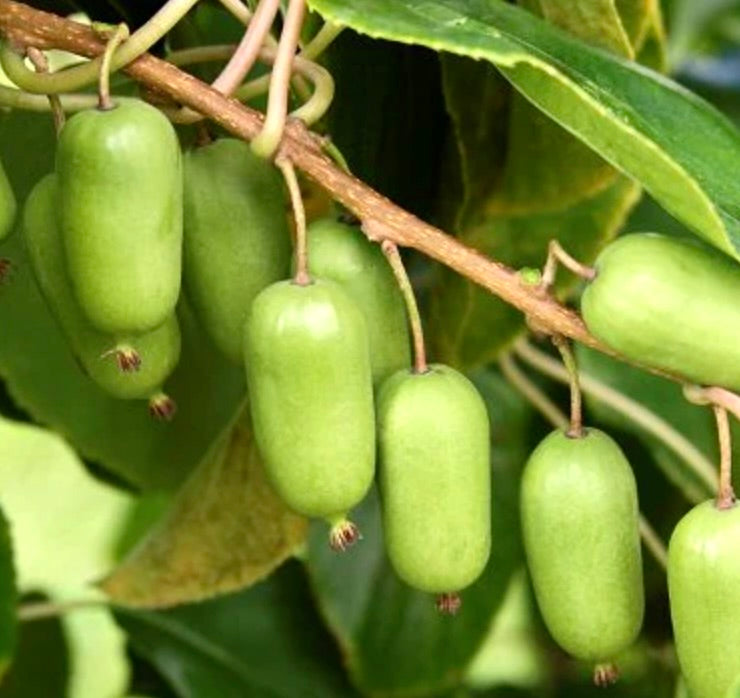 Actinidia arguta (JUMBO KIWI) 70-110cm