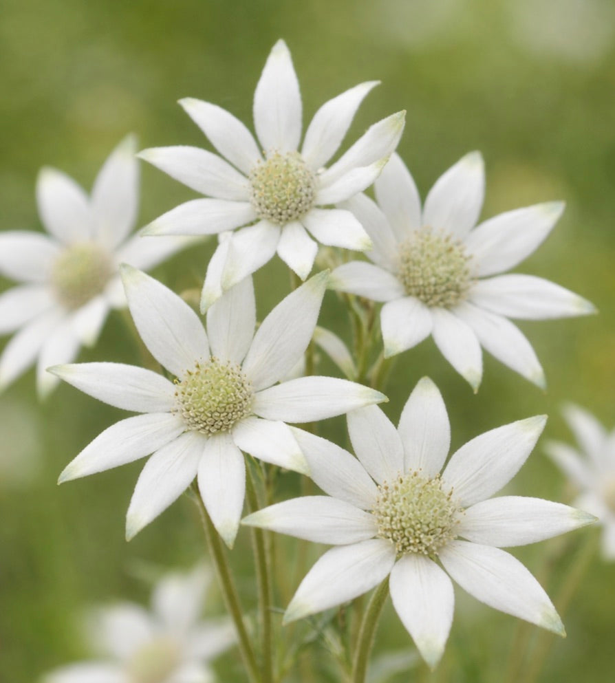 Fiori bianchi a forma di stella di Actinotus helianthi con petali dalla texture morbida e centri verdi