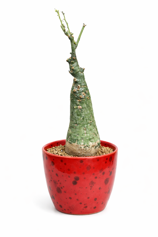 Pianta succulenta Adenia firingalavensis con caudice e fusto verde testurizzato in vaso rosso