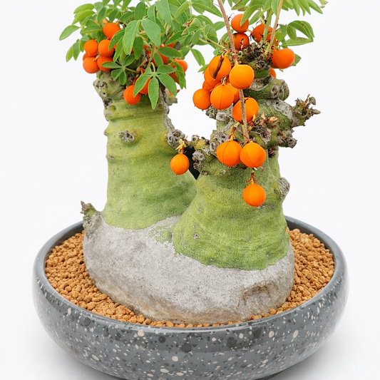 Caudex suculento de Adenia glauca con frutos naranja brillante y hojas verdes en maceta