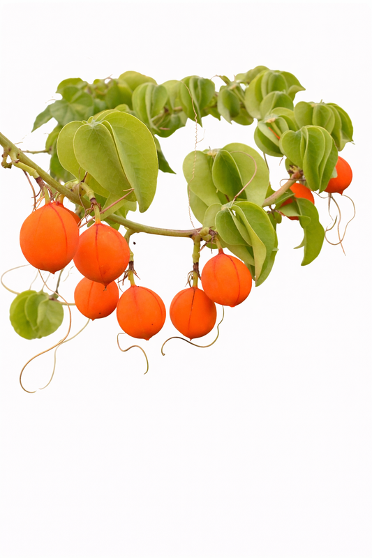 Enredadera Adenia glauca con frutos de color naranja brillante y hojas verdes en forma de corazón