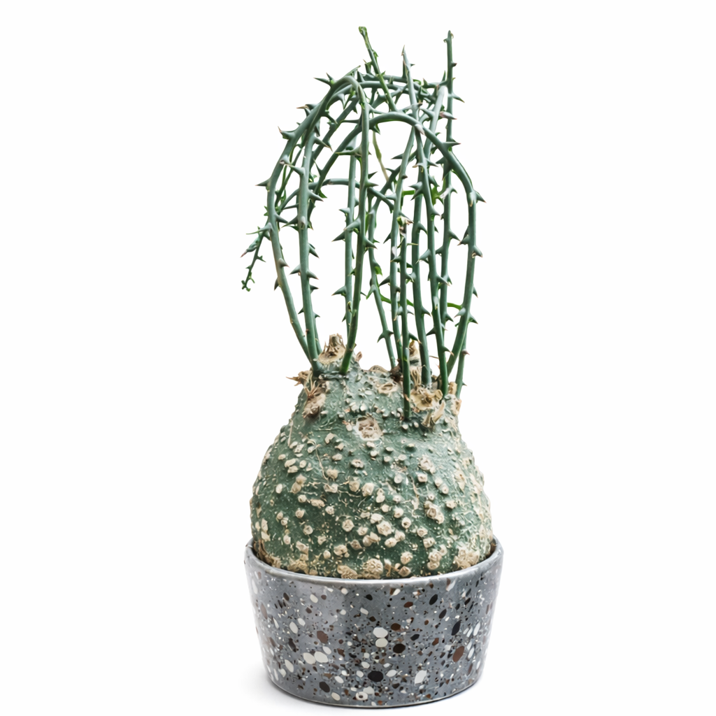 Adenia globosa zeldzame caudiciforme vetplant met stekelige groene stengels in decoratieve pot