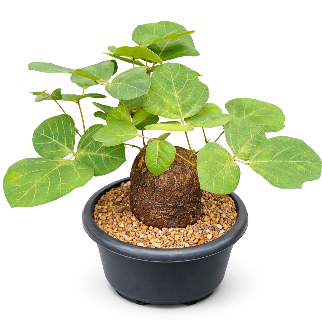 Plante caudiciforme Adenia gummifera avec grandes feuilles vertes dans un pot noir