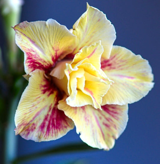 Adenium obesum cv YELLOW STAR