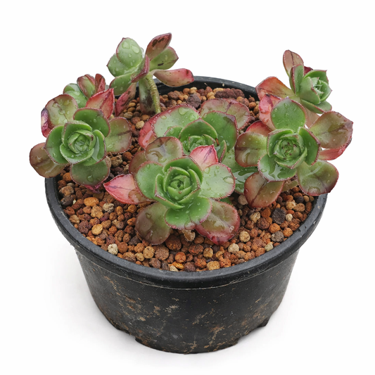 Aeonium volkeri succulent plant with green and red rosette leaves in black pot