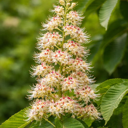 Spiga fiorita di Aesculus turbinata con fiori bianchi crema e punte rosse e foglie verdi