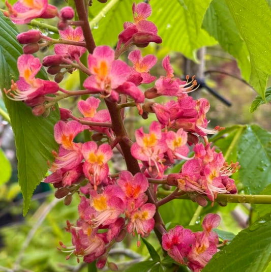 Aesculus wilsonii vibrant pink and yellow flowers with lush green serrated leaves