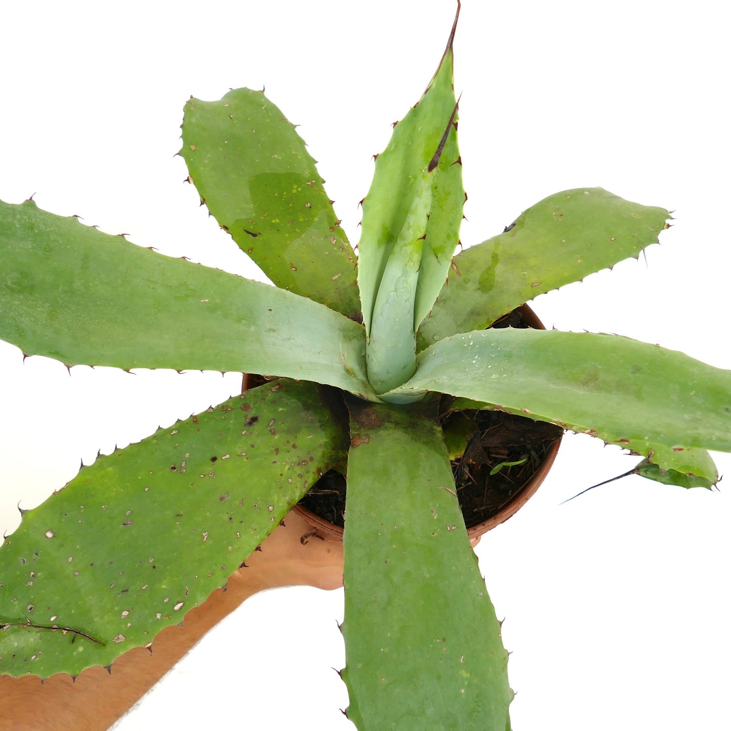 Agave F3 (asperrima X americana X celsii) sukkulent med brede, tornete grønne blader i potte