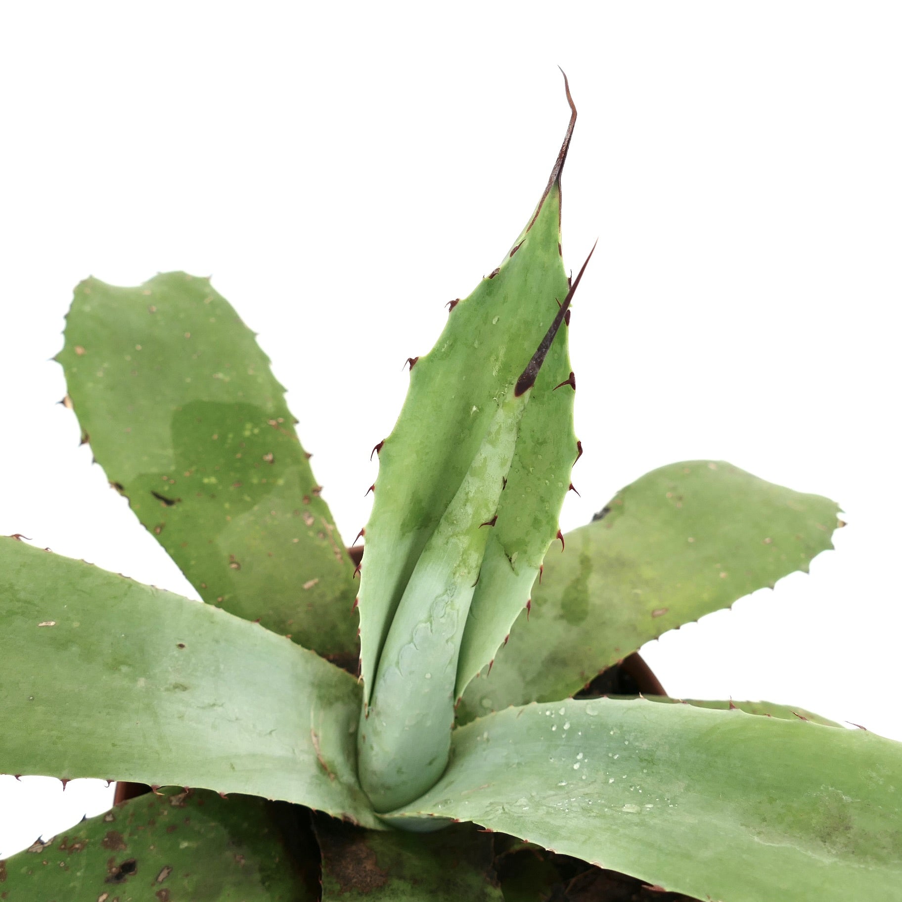 Agave F3 (asperrima X americana X celsii) sukkulent med tykke, piggete grønne blader i potte
