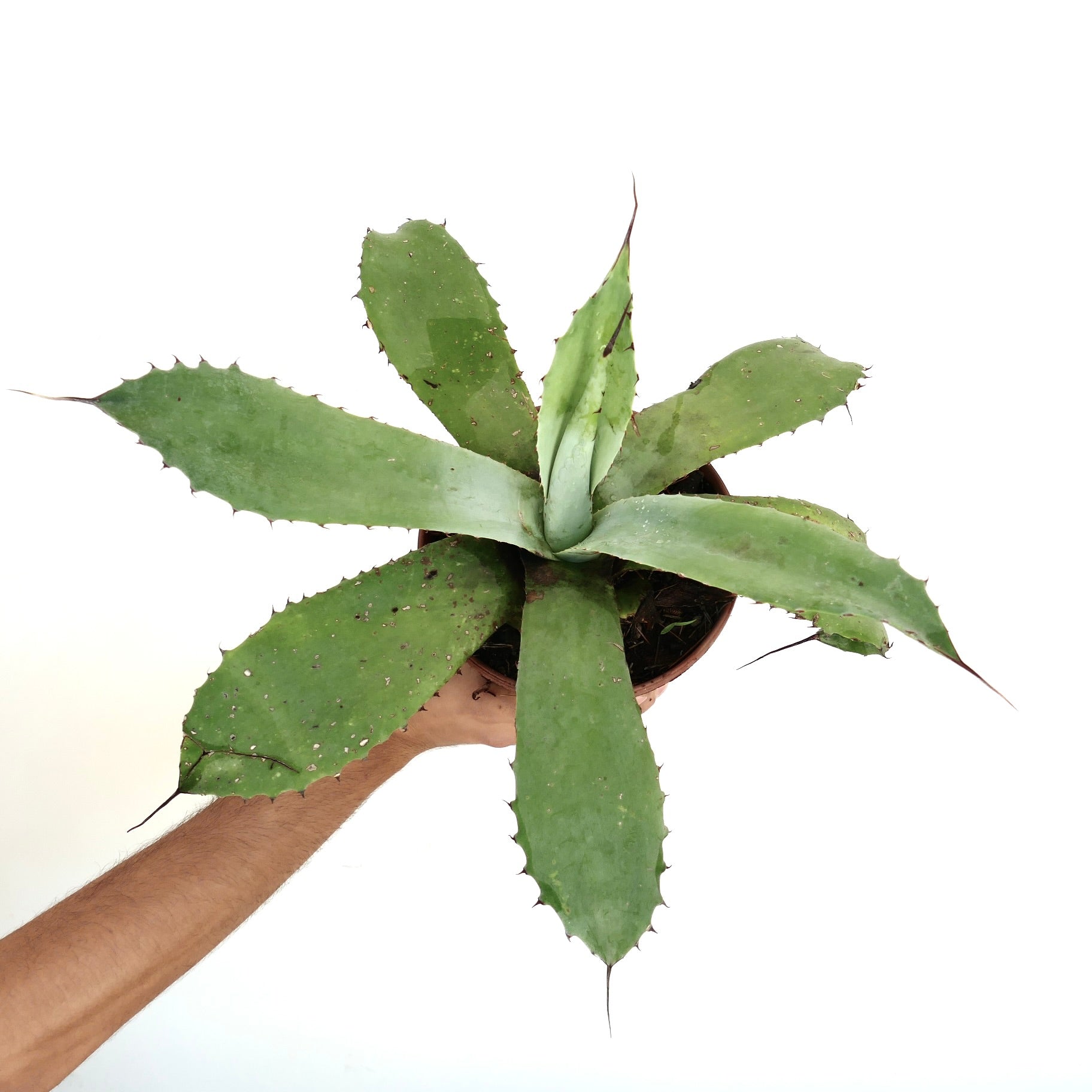 Agave asperrima X americana X celsii stor sukkulent med brede, taggete grønne blader