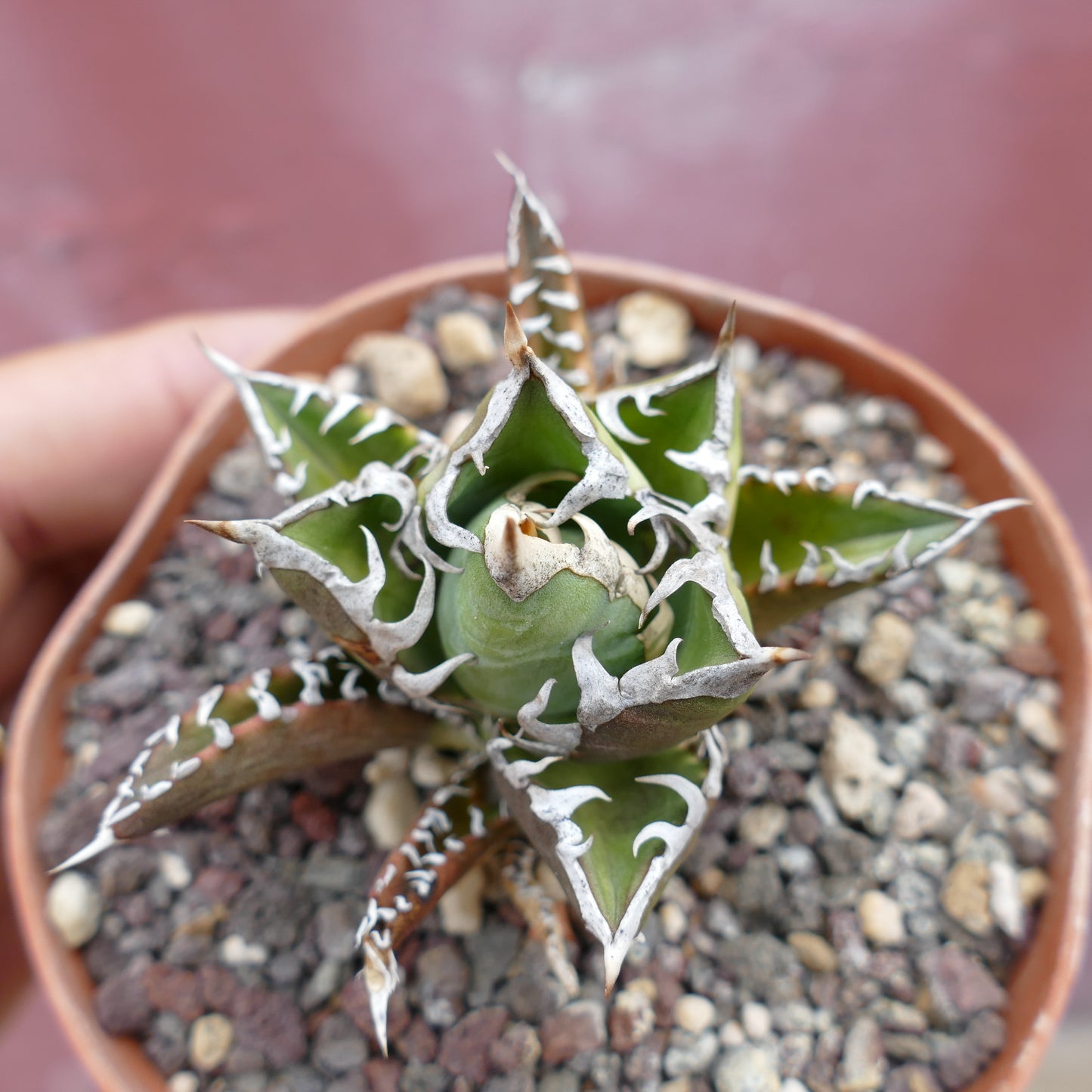 Agave titanota CV SHARK SHOUI x WATANABE (internal spines)