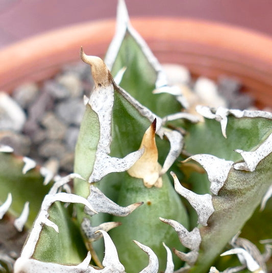 Agave titanota cv SHARK SHOUI x WATANABE (internal spines)