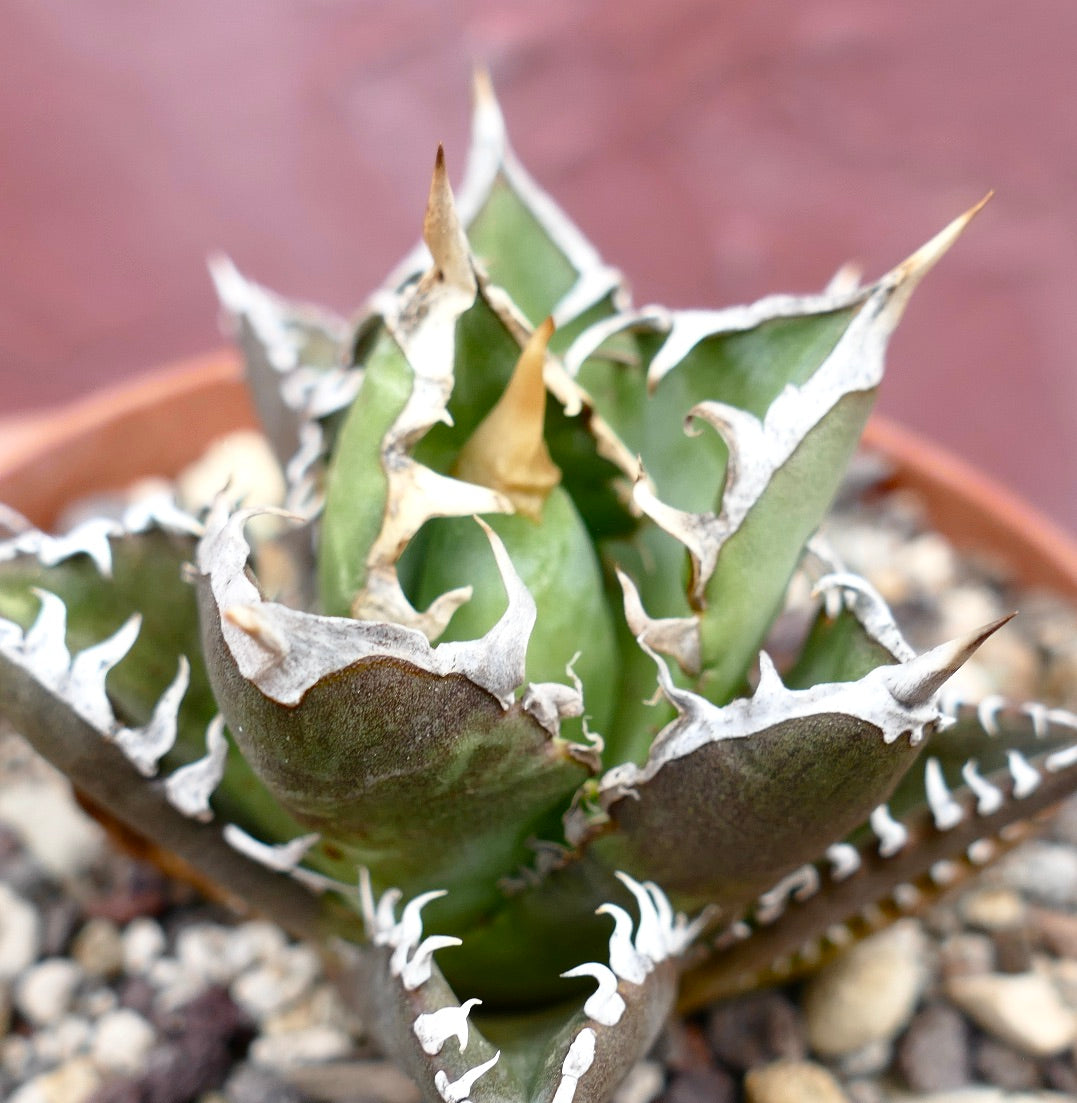 Agave titanota CV SHARK SHOUI x WATANABE (internal spines)