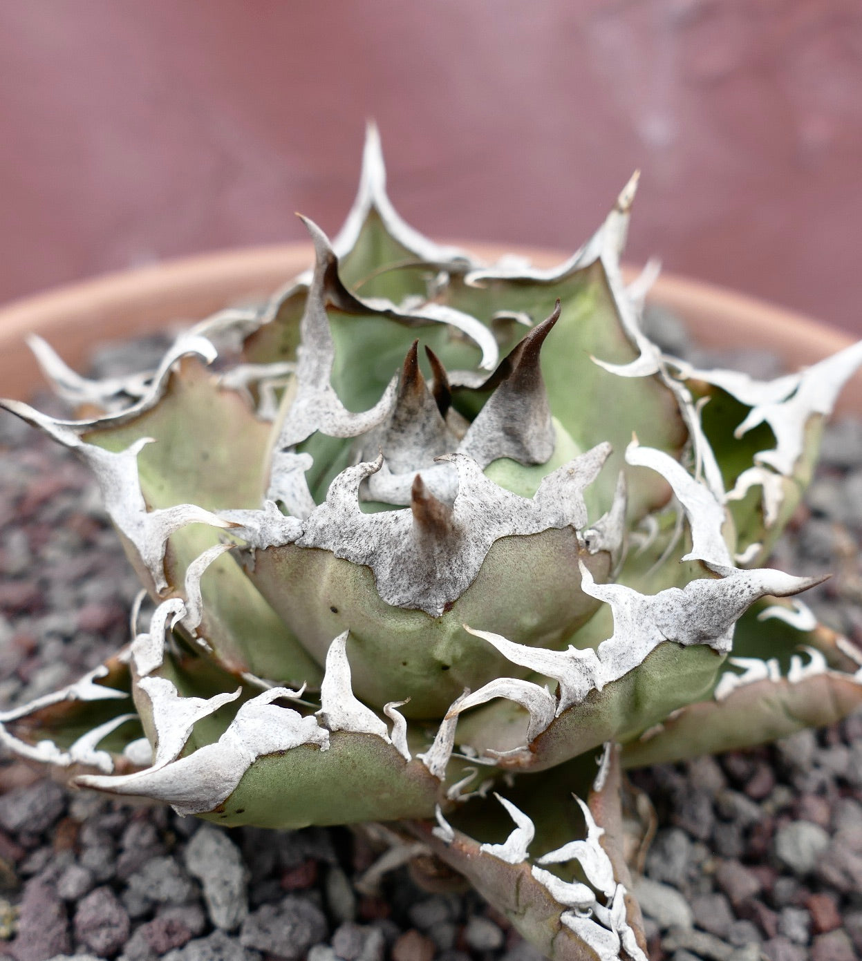 Agave titanota cv SAD (South Africa)