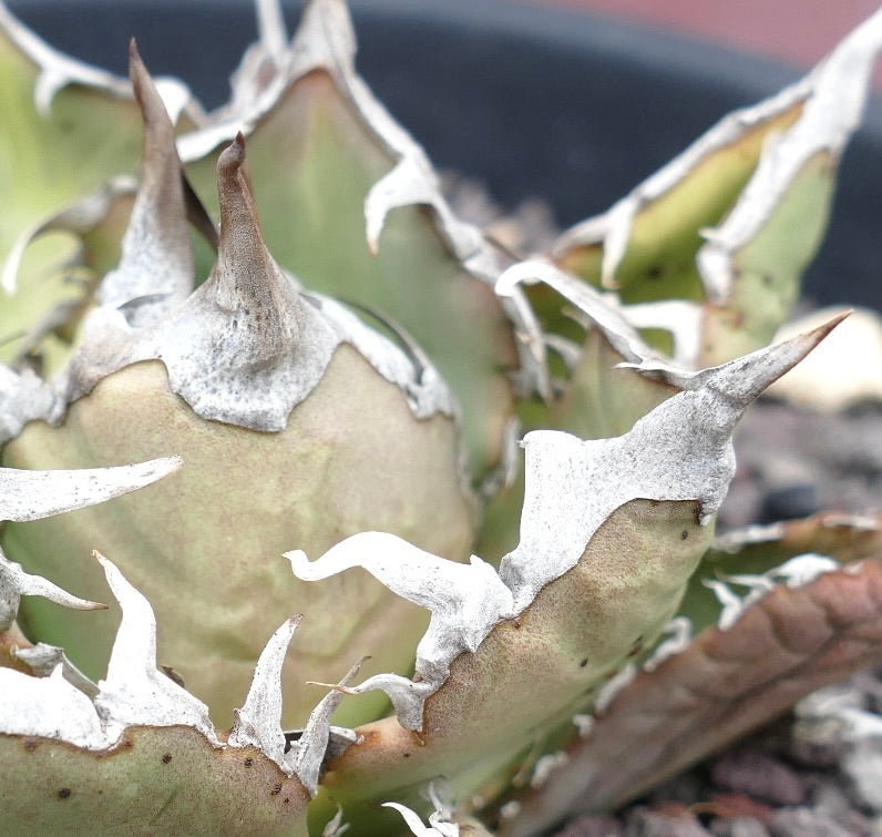 Agave titanota cv SAD clone Cole