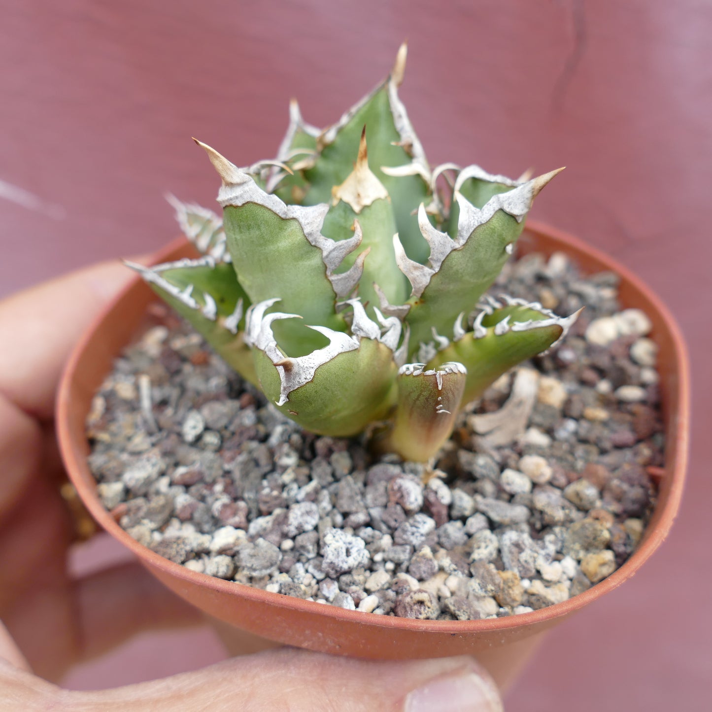 Agave titanota CV SHARK SHOUI x WATANABE (internal spines)