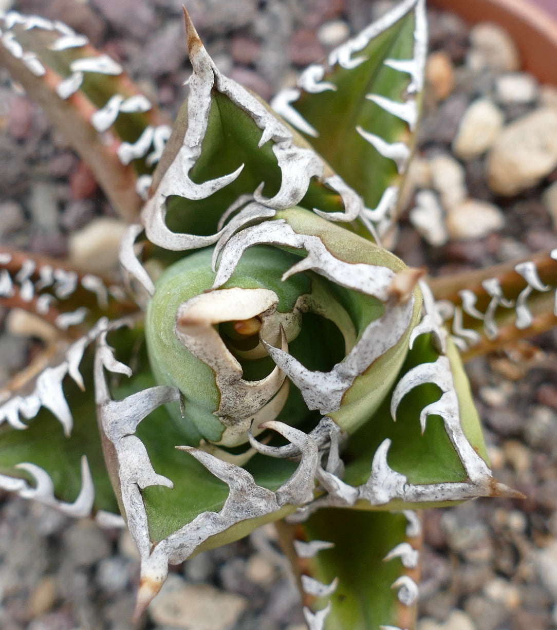 Agave titanota CV SHARK SHOUI x WATANABE (internal spines)