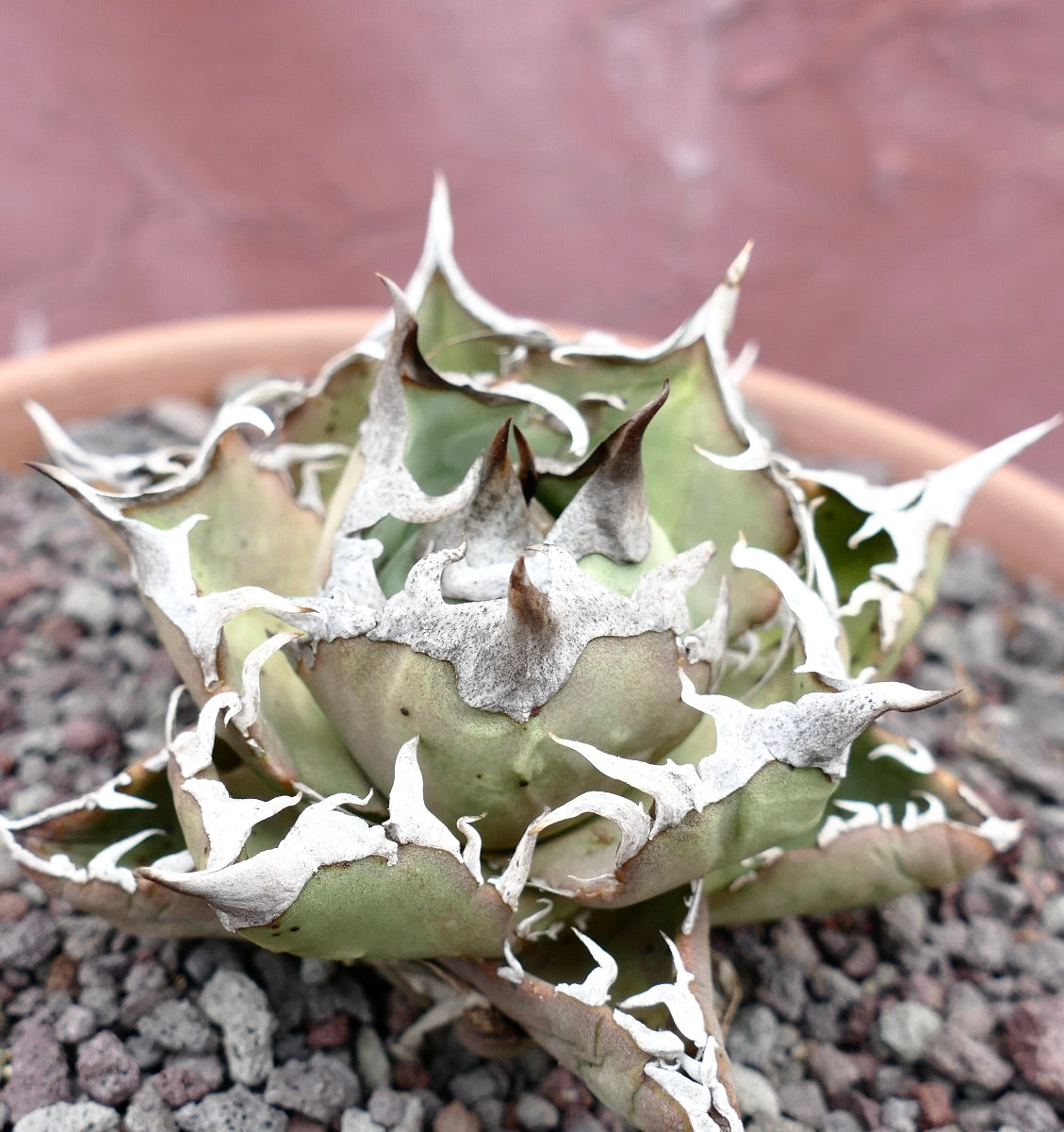 Agave titanota cv SAD (South Africa)