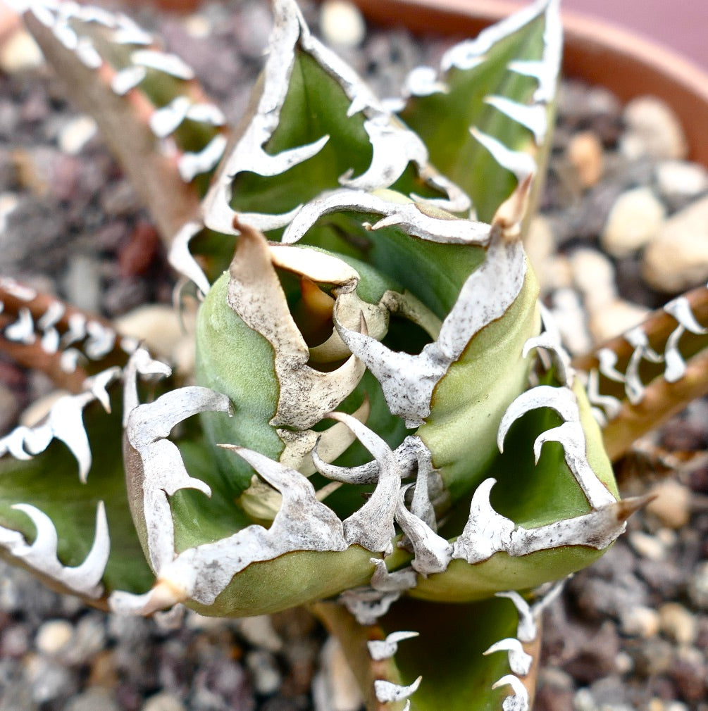 Agave titanota CV SHARK SHOUI x WATANABE (internal spines)