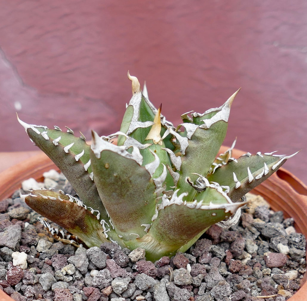 Agave titanota cv SHARK SHOUI x WATANABE (internal spines)