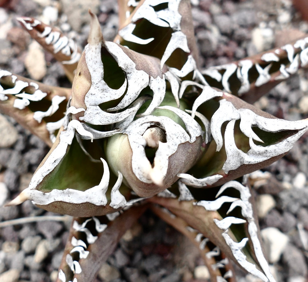 Agave titanota cv TIGER JUNGLE (ex Netherlands market)