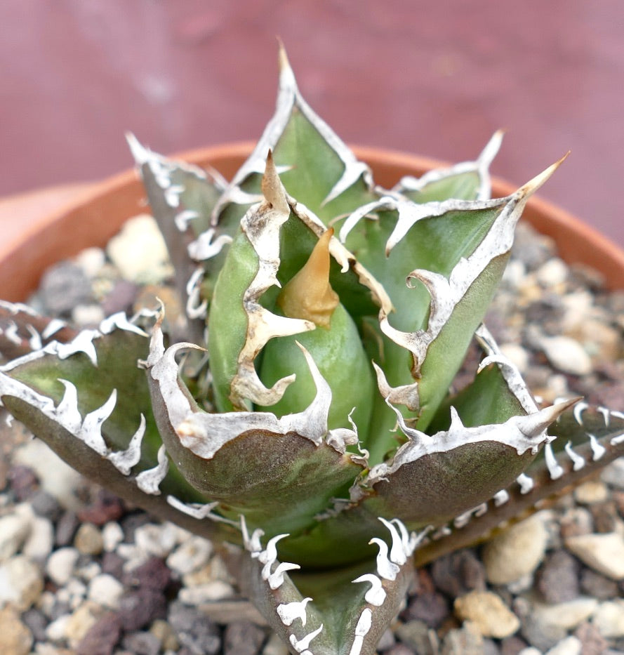 Lj_plants】Q280 限定特選株 agave titanota no name アガベ チタノタ 実生厳選 無名 極上強