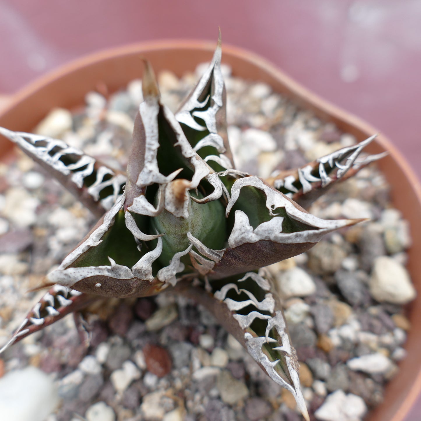 Agave titanota cv TIGER JUNGLE (ex Netherlands market)