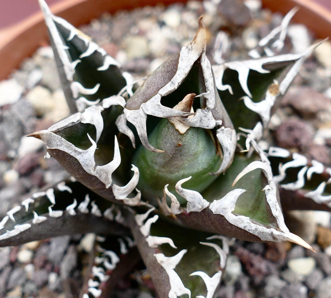 Agave titanota cv TIGER SHARK x REDCAT