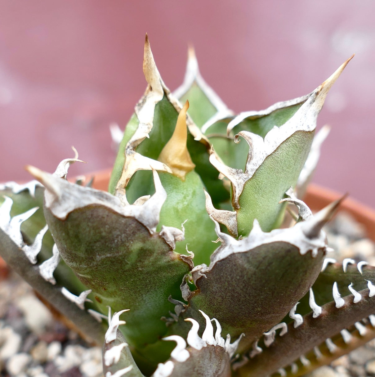 Agave titanota CV SHARK SHOUI x WATANABE (internal spines)