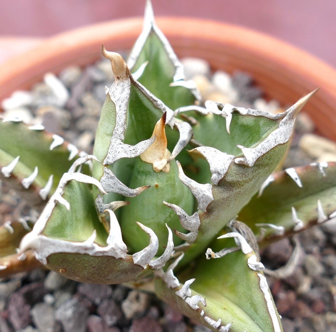 Agave titanota cv SHARK SHOUI x WATANABE (internal spines)