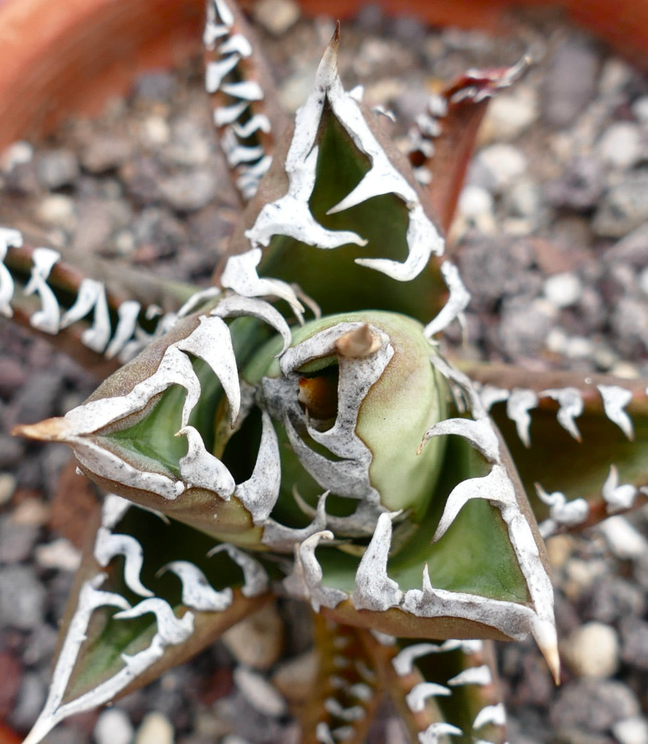 Agave titanota cv TIGER JUNGLE X SHARK SHOUI