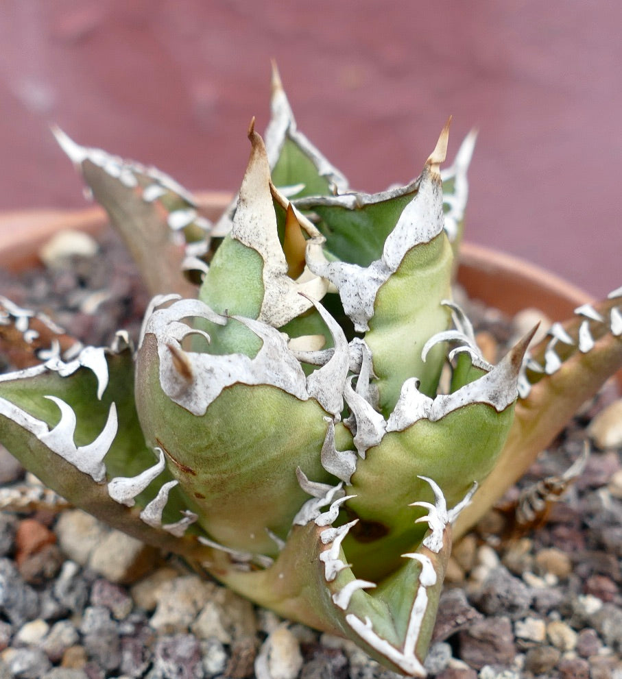 Agave titanota CV SHARK SHOUI x WATANABE (internal spines)