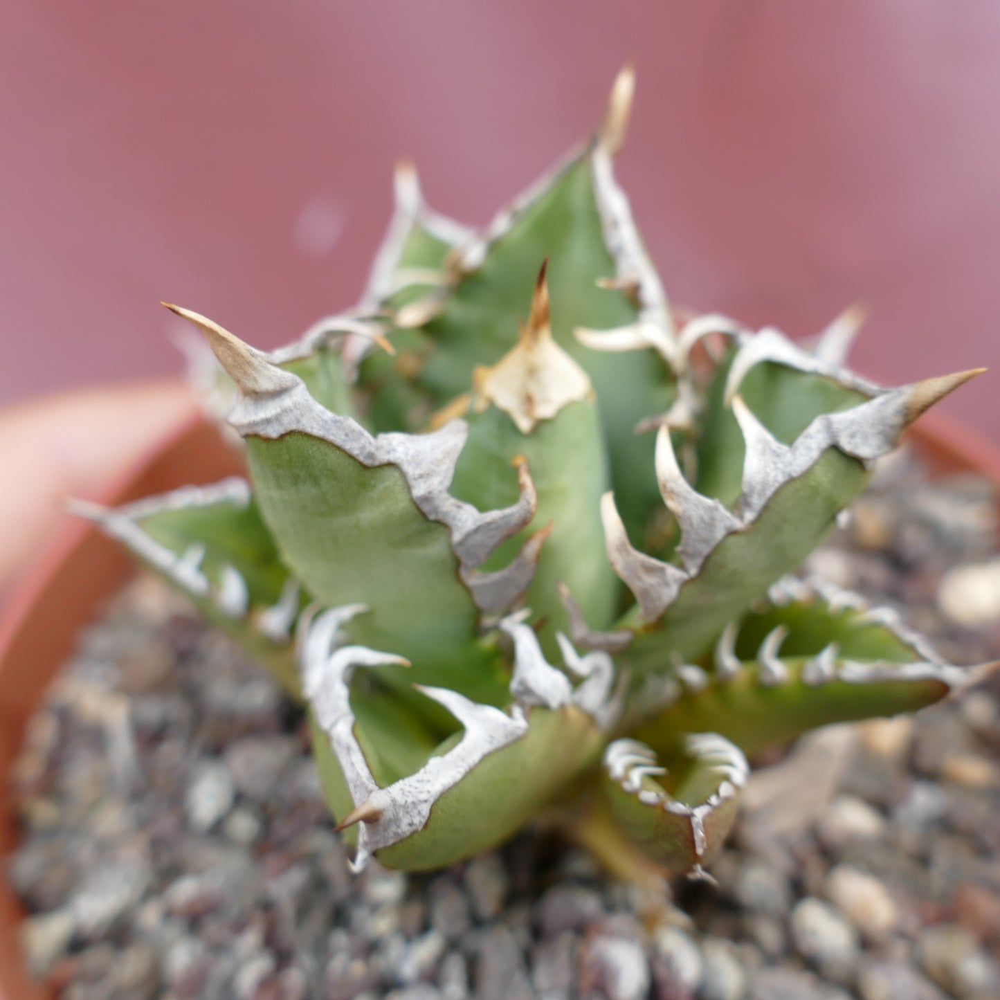 Agave titanota CV SHARK SHOUI x WATANABE (internal spines)