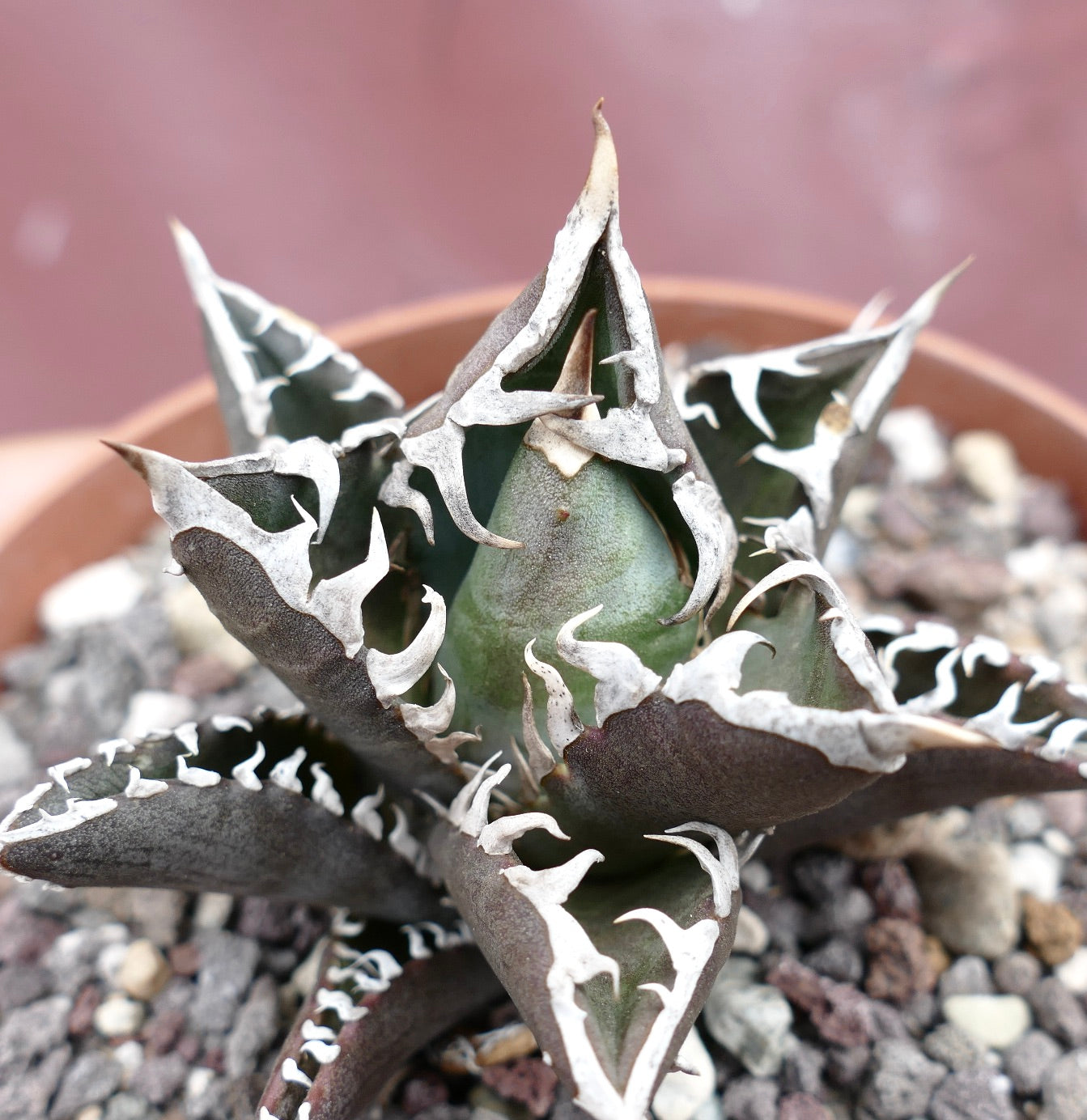 Agave titanota cv TIGER SHARK x REDCAT